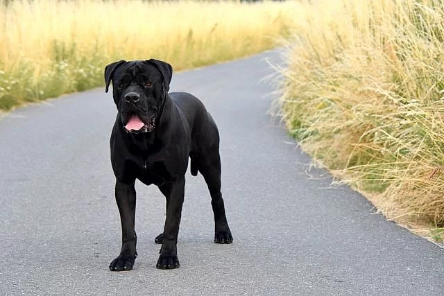 Černá štěňátka Cane Corso