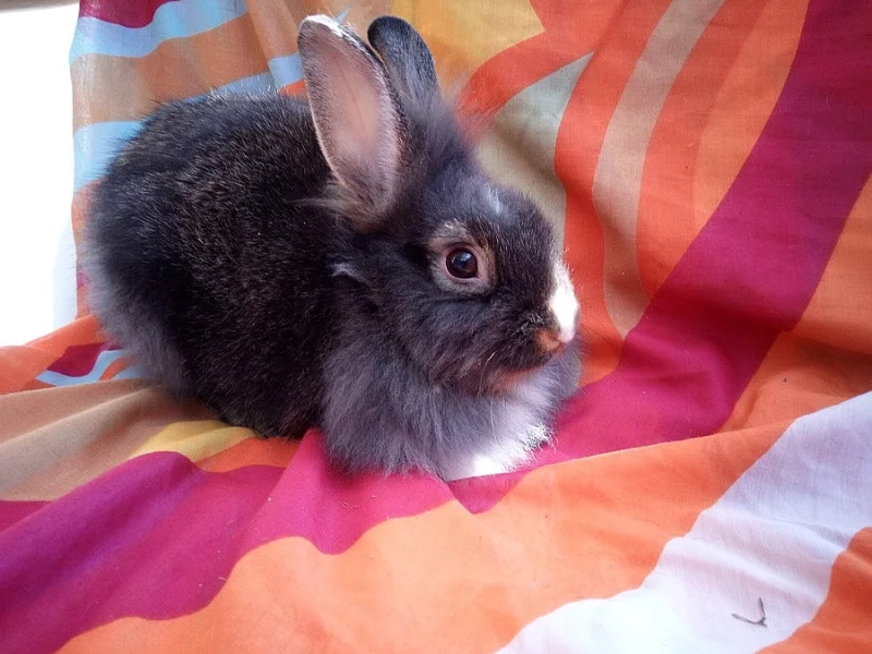 ZAKRSLÝ KRÁLÍČEK klučina k odběru- TEDDY GEN