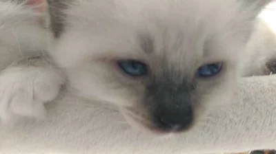 Koťátka ragdoll s PP odběr začátkem září 2019