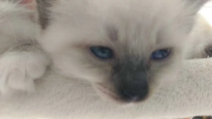 Koťátka ragdoll s PP odběr začátkem září 2019