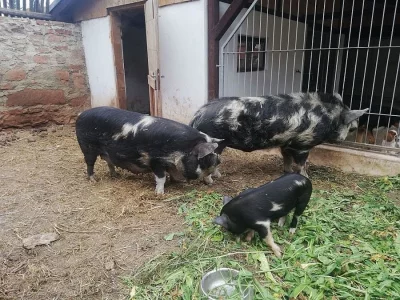 Prodej chovného páru kune kune
