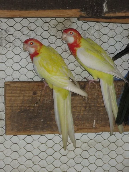 Rosela pestra lutino - silne kusy :-)