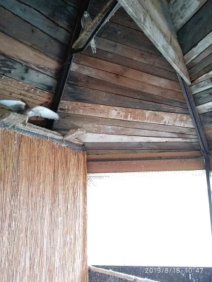 Falco tinnunculus, poštolka obecná