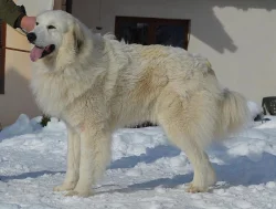 Pyrenejský horský pes 