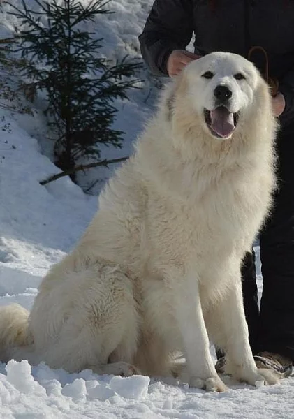 Pyrenejský horský pes 