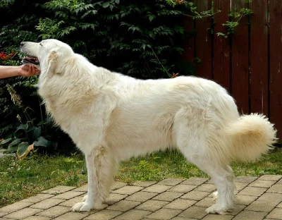 Pyrenejský horský pes 