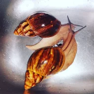 Achatina - Africký šnek