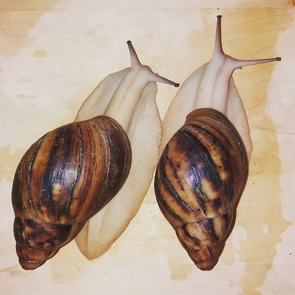 Achatina - Africký šnek