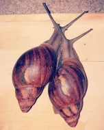 Achatina - Africký šnek