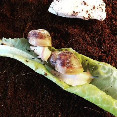 Achatina - Africký šnek