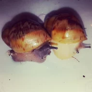 Achatina - Africký šnek