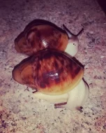 Achatina - Africký šnek