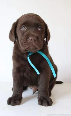 Labradorský retriever čokoládová štěňátka s PP