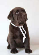 Labradorský retriever čokoládová štěňátka s PP