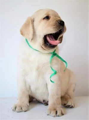 Labradorský retriever světlá štěňátka s PP