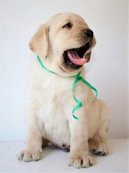 Labradorský retriever světlá štěňátka s PP