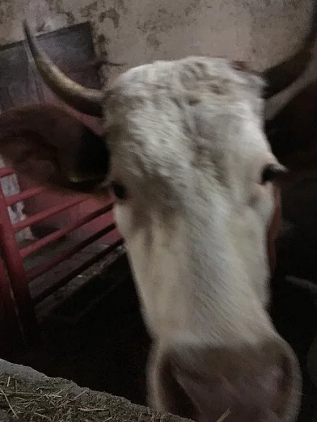 Prodám krávu Cestr