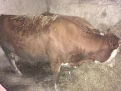 Prodám krávu Cestr