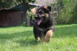 Stenata nemeckeho ovcaka