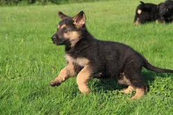 Stenata nemeckeho ovcaka