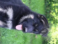 Stenata nemeckeho ovcaka