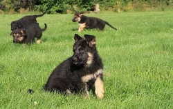 Stenata nemeckeho ovcaka