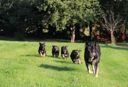 Stenata nemeckeho ovcaka