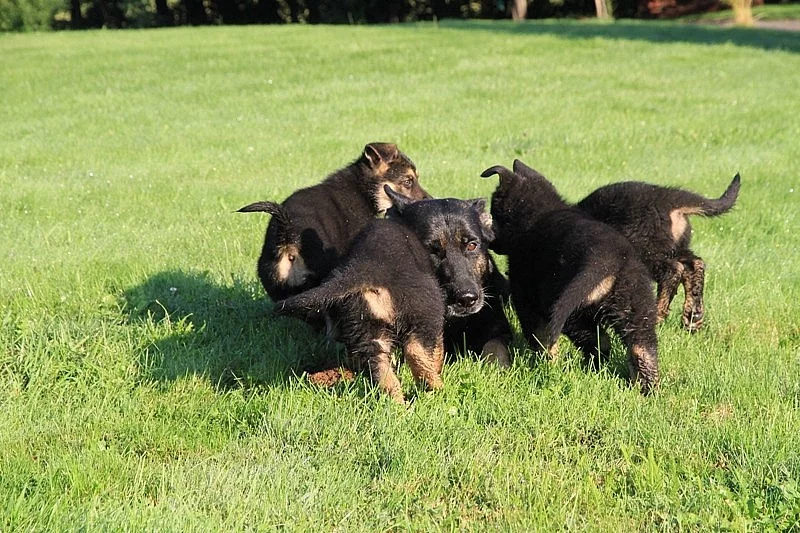 Stenata nemeckeho ovcaka