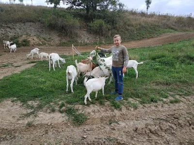 Zakrslé holandské kozičky