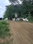 Zakrslé holandské kozičky