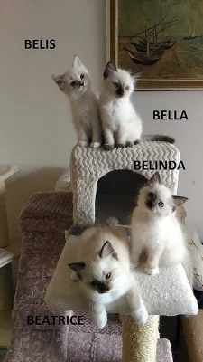 Koťátka ragdoll s PP září