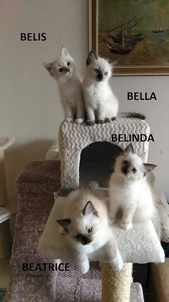 Koťátka ragdoll s PP září