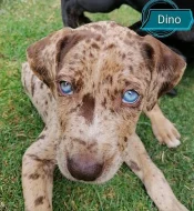 Louisianský leopardí pes s PP
