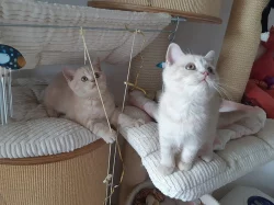 Vymazlená britská krémová koťátka s PP