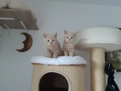 Vymazlená britská krémová koťátka s PP