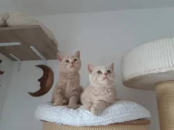 Vymazlená britská krémová koťátka s PP