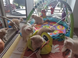 Vymazlená britská krémová koťátka s PP