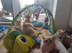 Vymazlená britská krémová koťátka s PP