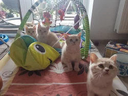 Vymazlená britská krémová koťátka s PP