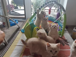 Vymazlená britská krémová koťátka s PP