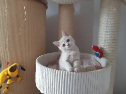 Vymazlená britská krémová koťátka s PP