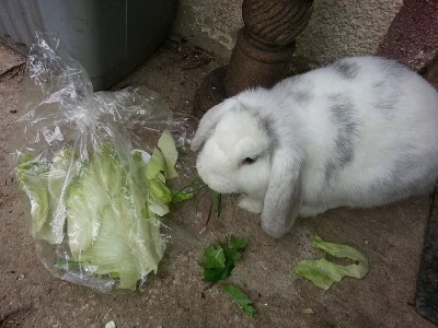 Králík-samice
