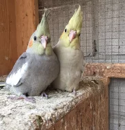 Korela Chocholatá