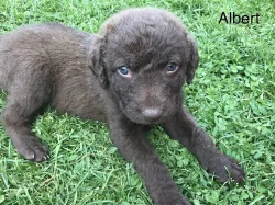 chasapeake bay retriever