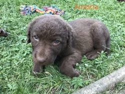 chasapeake bay retriever