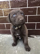 chasapeake bay retriever