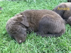 chasapeake bay retriever