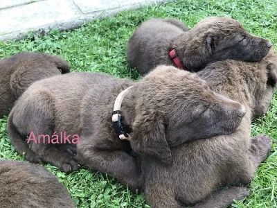 chasapeake bay retriever