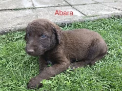chasapeake bay retriever