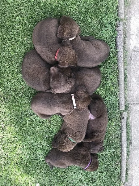 chasapeake bay retriever